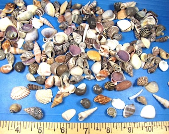 Beach Seashell Mix 1/2"-1" (1 cup=200+) all natural, crafts,  aquarium, dollhouse
