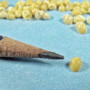 Micro-mini yellow littorina nerite seashells: tiny 1/8"-3/16" shells art, sailor's valentines