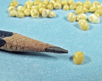 Micro-mini yellow littorina nerite seashells: 300+ tiny snails 1/8"-3/16" shells art, sailor's valentines