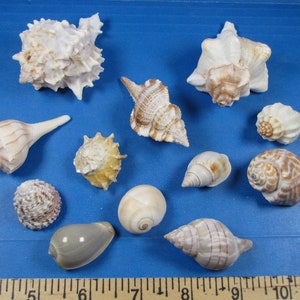 May include: A collection of 11 seashells of various shapes, sizes, and colors, including white, brown, and beige, arranged on a blue surface with a ruler for scale.