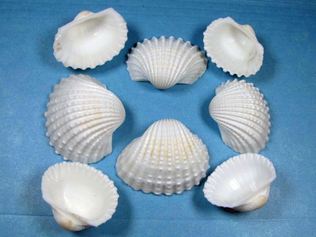 White Ark Seashells 2 Sizes-washed, Hand Selected - Etsy