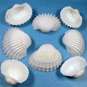 White ark seashells 2 sizes-washed, hand selected
