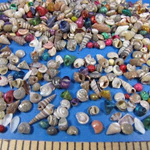 May include: A large collection of small seashells in various colors and shapes, including white, brown, pink, and blue. The shells are scattered on a blue surface.