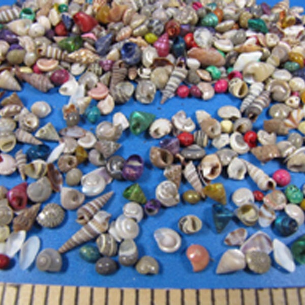 Micro-mini Seashell mix 1/8"- 1/2" (1/8 cup abt 200 shells) dyed & natural -ornaments, sailors valentines, jewelry, beach decor, dollhouse