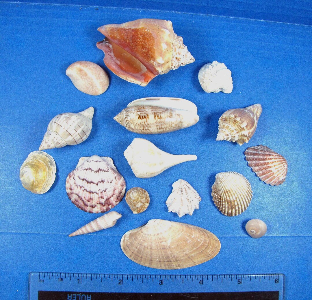 Florida Beach Shell Assortment (16 Kinds) 1/2