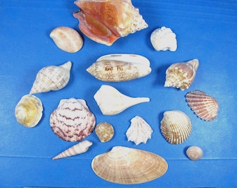 Florida Beach Shell Assortment (16 kinds) 1/2"-3" aquariums, beach decor, shell art & crafts