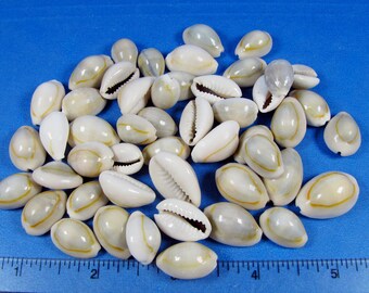 Cowrie Ring Top Seashells 1/2"- 1" ( 50+) shell craft, fillers, aquariums,  jewelry