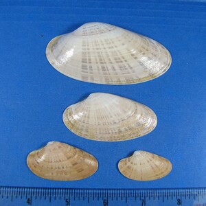 May include: Four seashells of varying sizes, arranged on a blue surface. The shells display a range of colors, from creamy white to light brown, with intricate patterns. A ruler is visible along the bottom, providing scale.