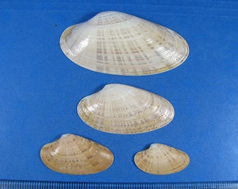 Venus Sunray half shells (4) Your choice -Florida clam seashells- craft, beach decor