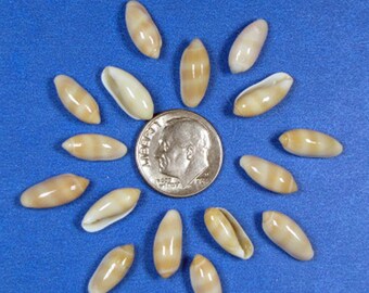 ~ Hawaiian Rice Shells ~*TINY*~ 50 Golden-Tan ~ Shellcraft~ Sailor's Valentines~ ~ Hawaiian Rice Shells ~*TINY*~ 50 Golden-Tan ~ Shellcraft~ Sailor's Valentines~