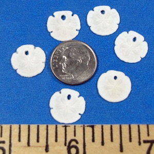 Tiny  Sand Dollars (6) choice 1/2&quot;, 3/4&quot; or 1&quot;- sailors valentines, weddings, jewelry, scrapbooks, shell art, beach decor