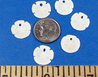 Tiny Florida Sand Dollars (6) 3 sizes arts & crafts, sailors valentines, jewelry