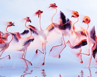 Flamenco Dancers: Dancing Flamingos