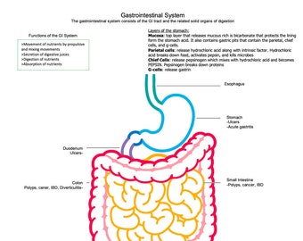 GI Function | GI Disorders | GI System