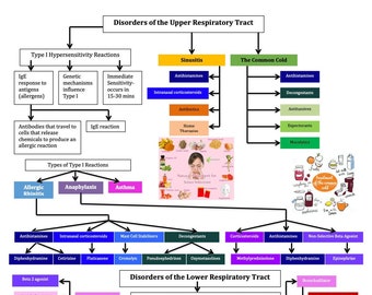 Overview of Upper and Lower Respiratory Disorders/Ventilation/Asthma/COPD/TB/Pneumonia/Nursing School/ Nursing Study Guide/Nursing Student