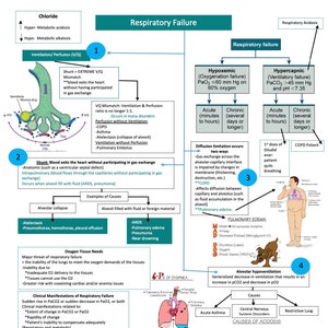 Respiratory Failure/Ventilation/Asthma/COPD/TB/Pneumonia/Nursing School/ Nursing Study Guide/Nursing Student