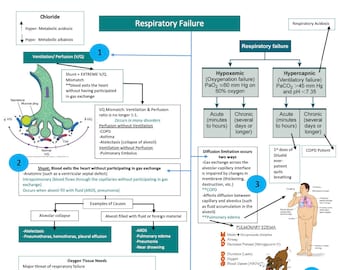 Respiratory Failure/Ventilation/Asthma/COPD/TB/Pneumonia/Nursing School/ Nursing Study Guide/Nursing Student