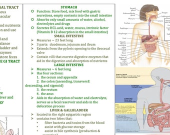GI Assessment | GI Disorders | GI System