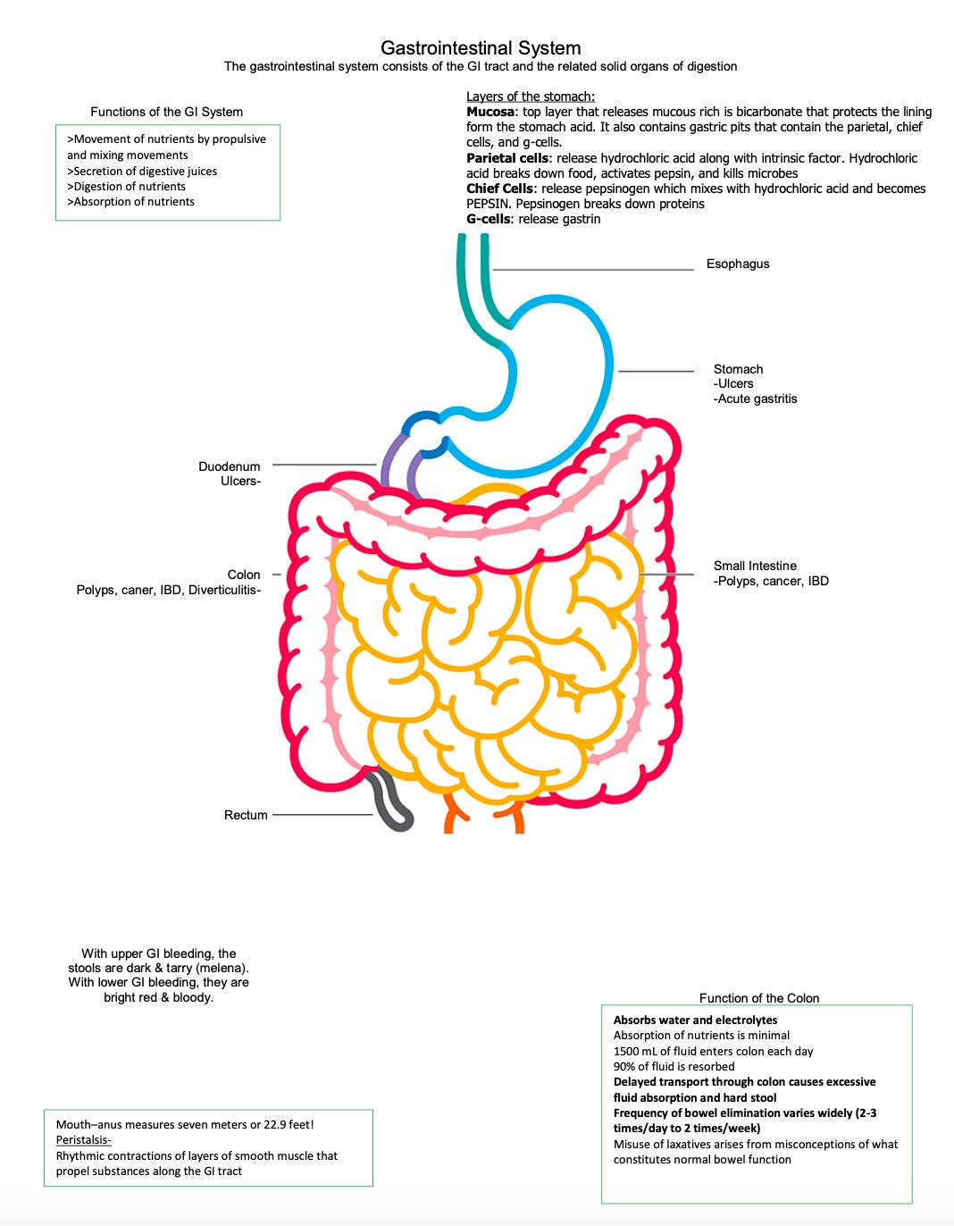 GI Function | GI Disorders | GI System - Etsy