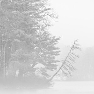 Trees in fog. Mist, Black and White, Minimalist Photography, Wall Art, Nature Photography, Landscape Photography, Wall Decor