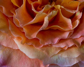 Belle rose rose, blanche et jaune. Pétale de rose, Couleur, Art mural, Photographie d’art, Fleur