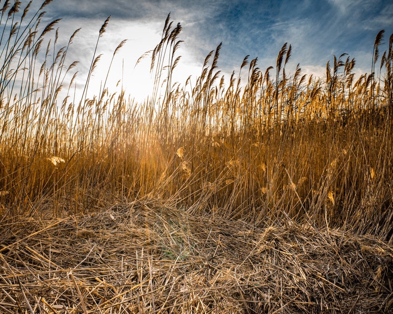 A Stand of Common Reed Phragmites Behind a Cape Cod Beach Bathed in the ...