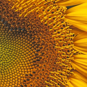 Close up of Sunflower detail. Yellow and Green, the sunflower is a Symbol of Loyalty and Adoration. Color Photo, Summer, Flowers