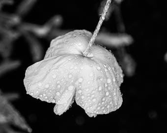 Poppy in the Rain, Black and White Photography, Nature Photography, Plant Photography, Wall Art, Fine Art Photography