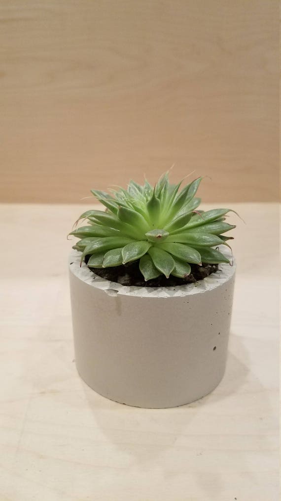 Concrete Planter Succulent Candle Holder Housewarming Etsy