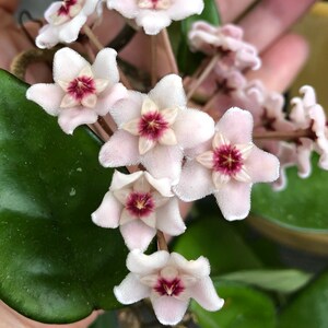 Pu&ograve; includere: Primo piano di un gruppo di fiori di cera rosa e bianchi con centri marroni. I fiori hanno una consistenza pelosa e sono in fiore.