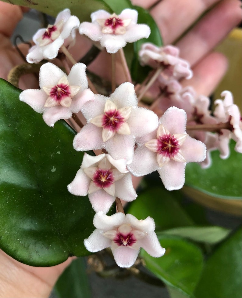 Pu&ograve; includere: Primo piano di un gruppo di fiori di cera rosa e bianchi con centri marroni. I fiori hanno una consistenza pelosa e sono in fiore.