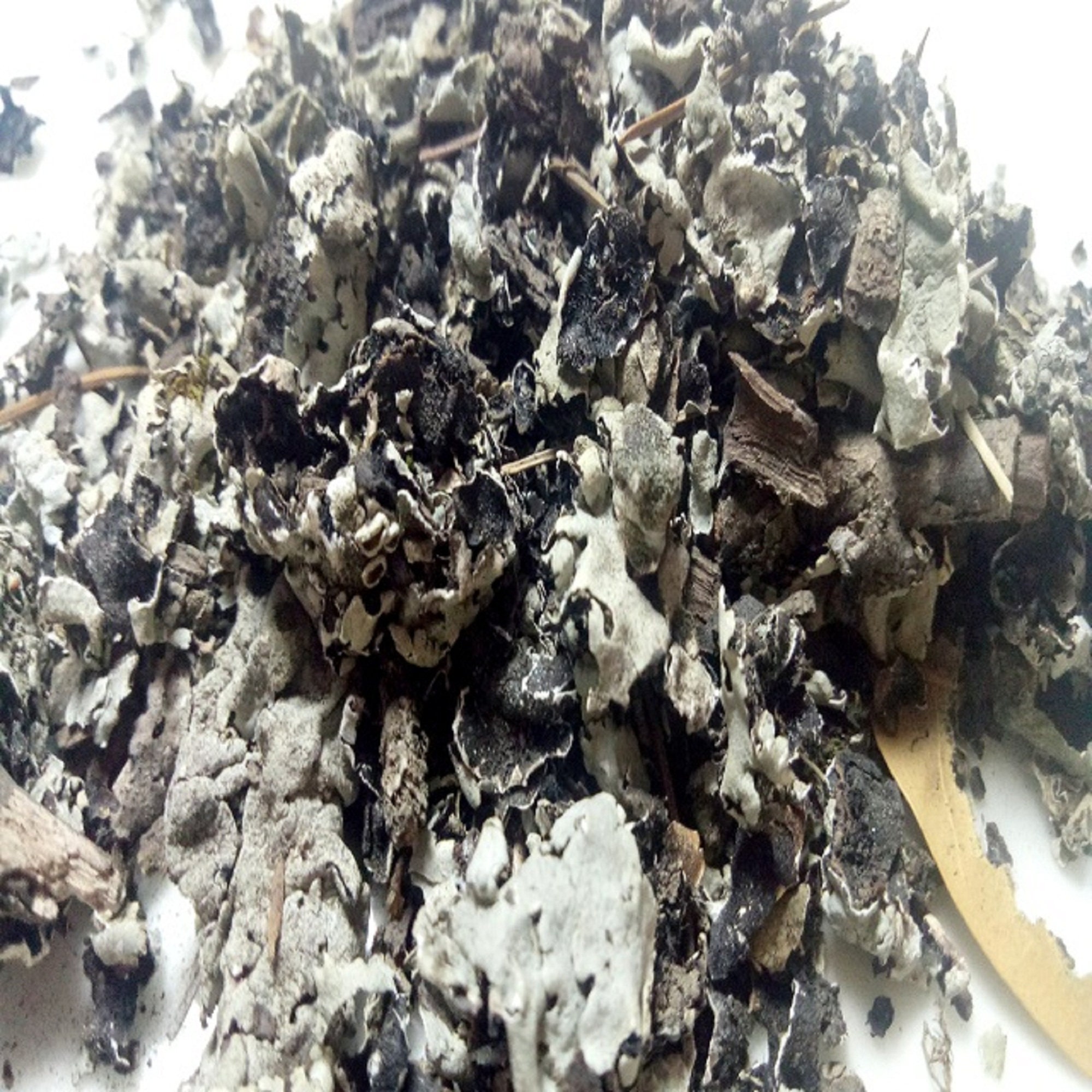 Original Black Stone Flower parmotrema Perlatum dried Etsy UK