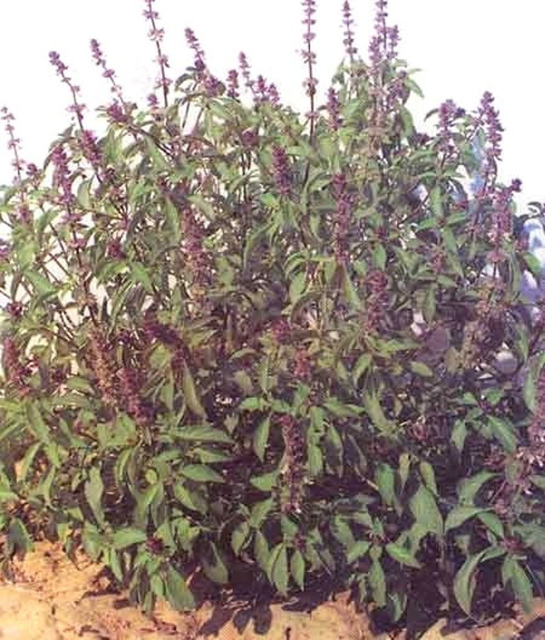 BASIL holy Krishna and Rama Tulsi Leaves Etsy Canada