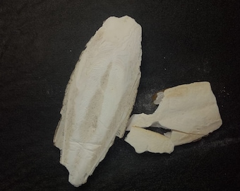 Cuttlefish bones for Land Snails Reptiles Small Birds,Mammals Casting and Jewelry Making