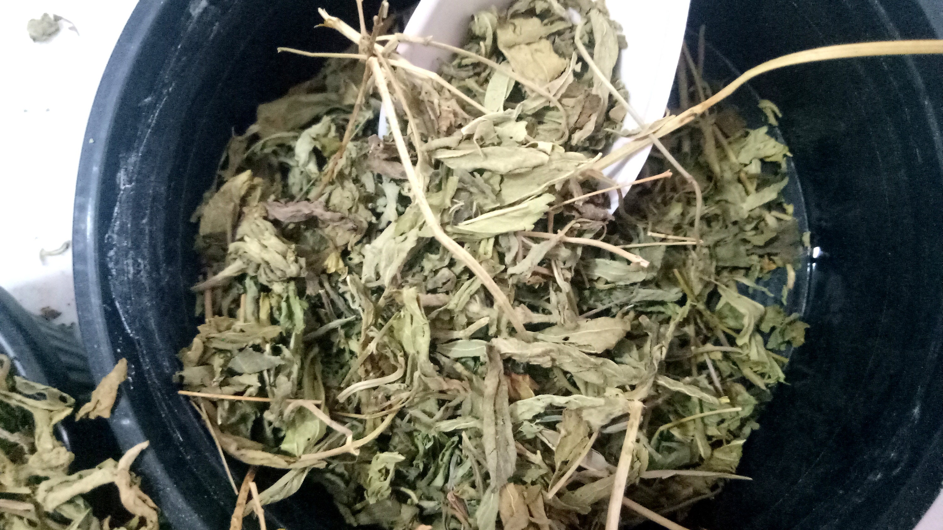 Green Stevia Leaves - Stevia Rebaudiana, Loose at ₹ 100/kg in New Delhi
