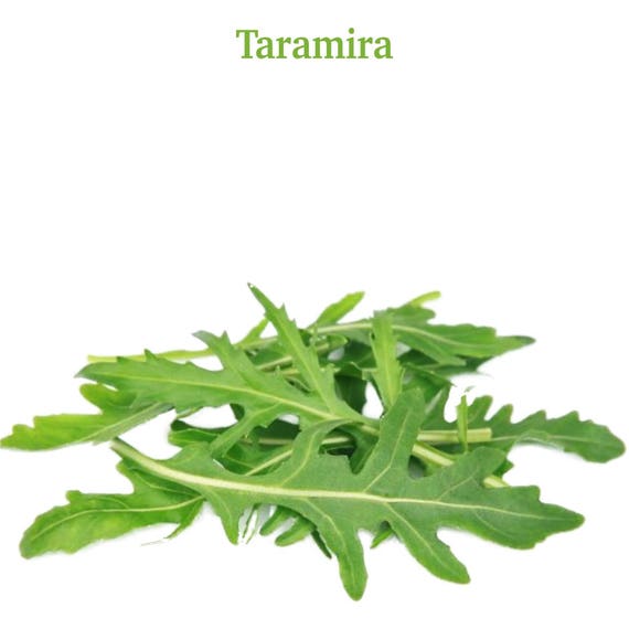 Taramira Eruca Sativa Oil Pure Natural Oils Therapeutic Etsy Taramira Eruca Sativa Oil Pure Natural Oils Therapeutic Etsy