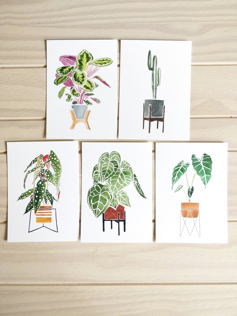set of 5, 5x7 Premium Stock House Plants Postcards