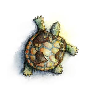 May include: A watercolour painting of a turtle with a world map on its shell. The turtle is facing upwards with its legs outstretched. The painting is done in shades of brown, green, and blue.
