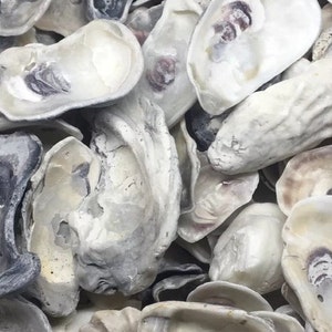 1 LB Florida Oyster Shells