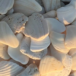 May include: A close-up of a pile of smooth, white seashells with a slightly iridescent sheen. The shells are various shapes and sizes, with some having a textured surface.