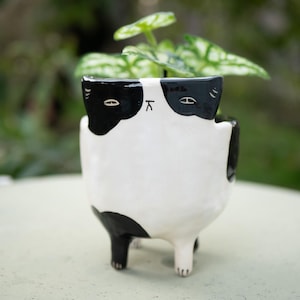 May include: A black and white ceramic planter shaped like a cat with a small plant growing inside. The planter has black eyes and a black nose.