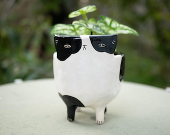 May include: A black and white ceramic planter shaped like a cat with a small plant growing inside. The planter has black eyes and a black nose.
