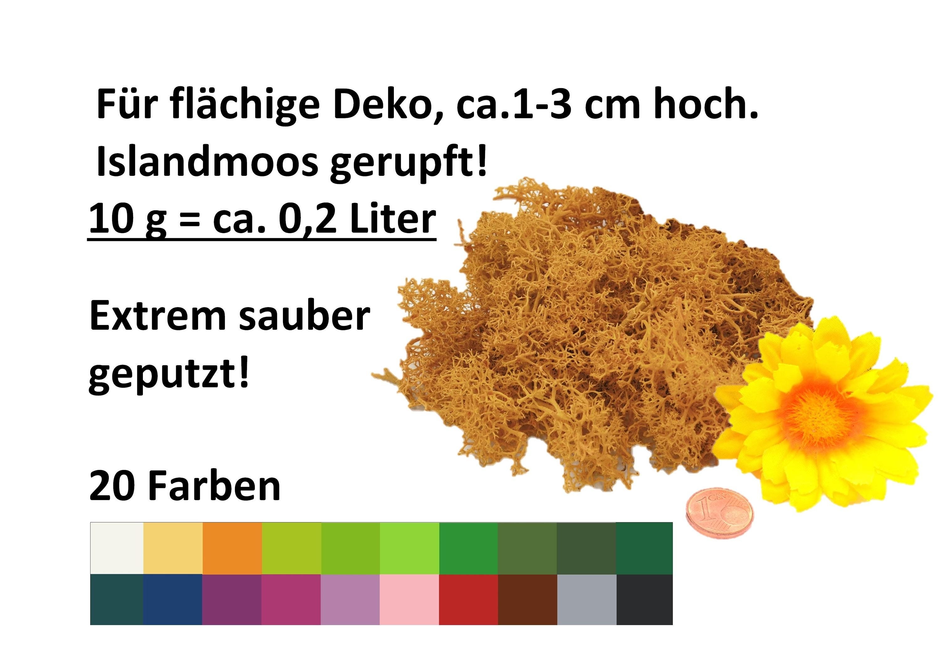 10g Islandmoos gerupft extra sauber 20 Farben Hand geputzt Rentier- Natur- Moos Deko Basteln Floristik Flechte Lichen Wandbild konserviert