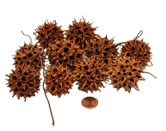 Muwse 10 Stk. Amberbaum Zapfen Natur sauber trocken exotische Mini-Zapfen Deko Floristik Basteln Advent Weihnachten Winter Herbst