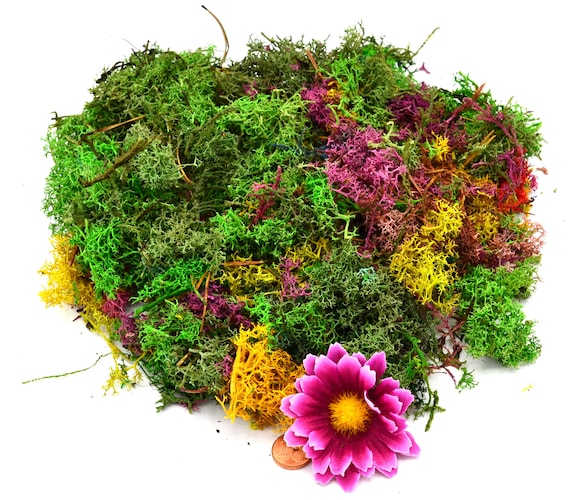 Muwse 100 Stk Amberbaum Zapfen Natur trocken Mini-Zapfen Deko Floristik Basteln