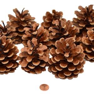 Muwse 50 Stk Schwarzkiefer Zapfen Natur trocken Deko Floristik Basteln Pinus