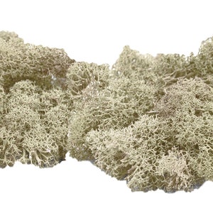Islandmoos Natur 100g konserviert beige creme preserved moss Reindeer Moss Islandmoos Natur 100g konserviert beige creme preserved moss Reindeer Moss