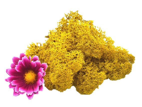Muwse 100 Stk Amberbaum Zapfen Natur trocken Mini-Zapfen Deko Floristik Basteln