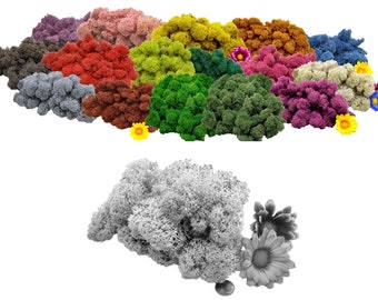 Islandmoos 25g Farbauswahl 1-fach gereinigt Naturmoos gefärbt konserviert fluffig Dekomoos Bastelmoos Floristikmoos Rentiermoos Flechtenmoos
