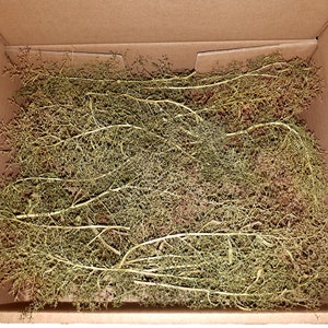 Könnte beinhalten: Ein Karton gefüllt mit getrockneten, hellgrünen, dünnen Zweigen. Die Zweige sind in einem zufälligen Muster angeordnet und scheinen eine Art getrocknete Blume oder Laub zu sein.